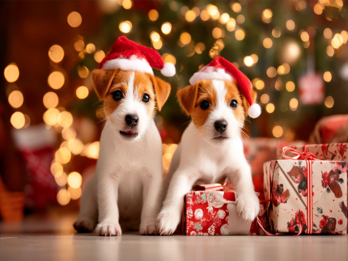 Jack Russell Terrier - Kleine Weihnachtsengel