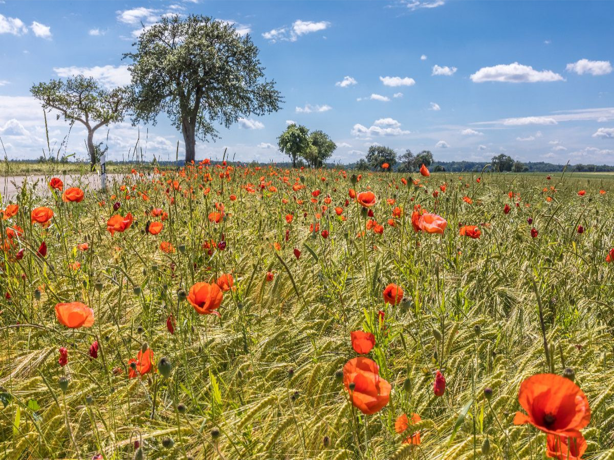 Sommerliches Feld zwischen Creglingen und Rothenburg