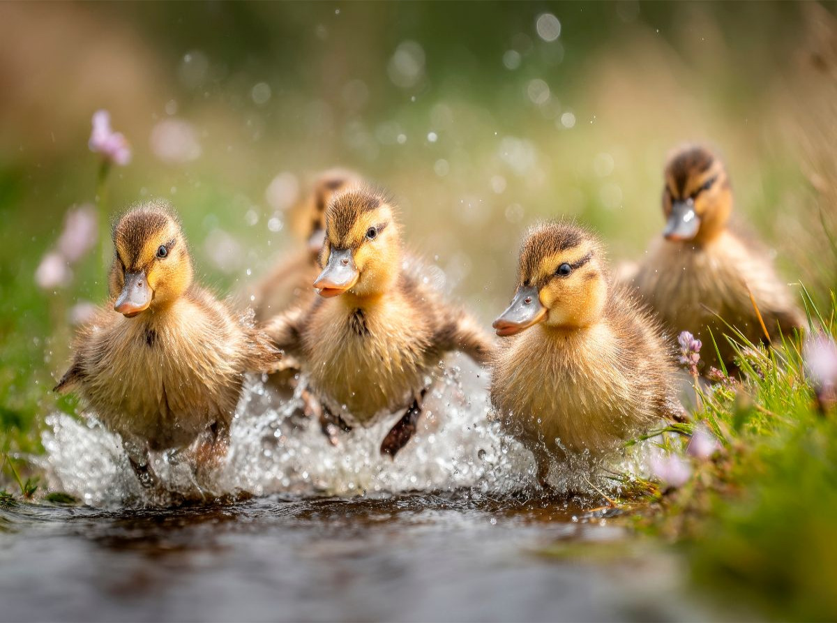 Fröhliche Entenküken im Wasser