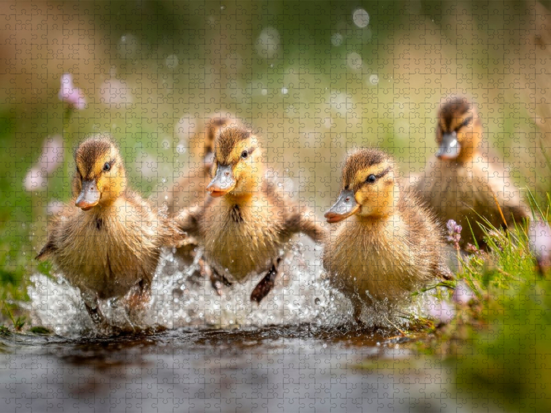 Fröhliche Entenküken im Wasser