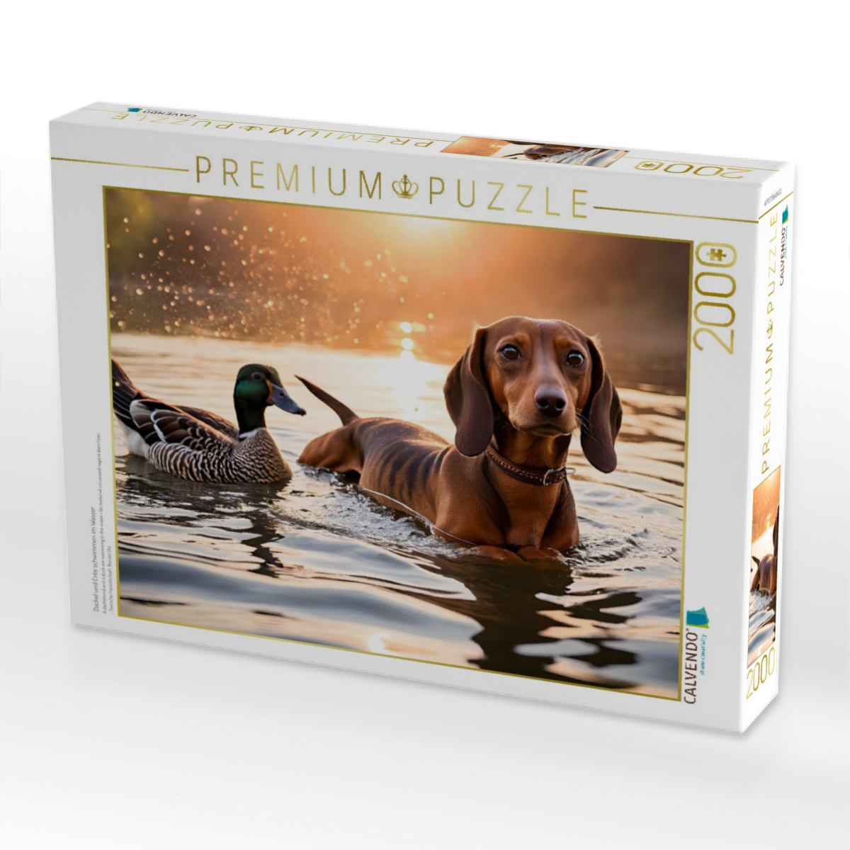 Dackel und Ente schwimmen im Wasser