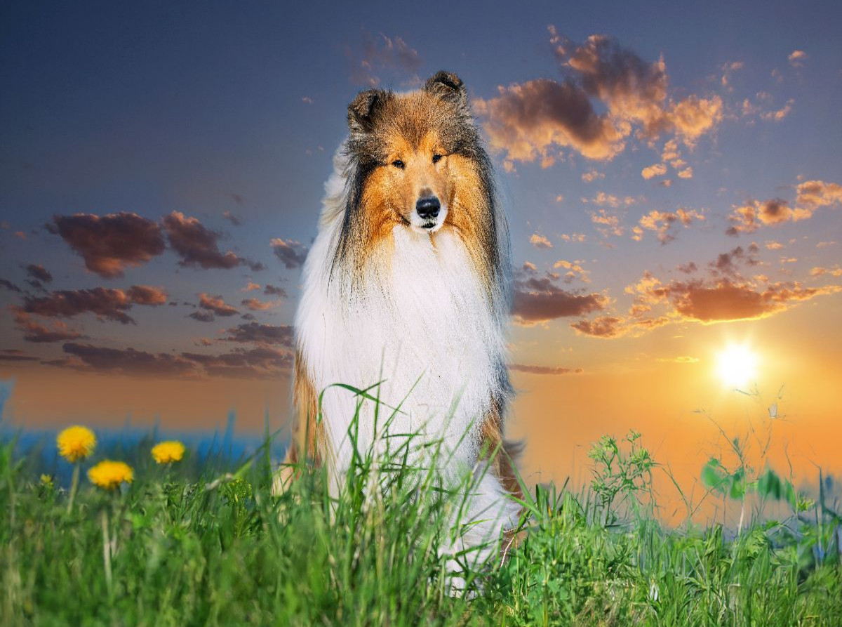 Collierüde im Sonnenuntergang