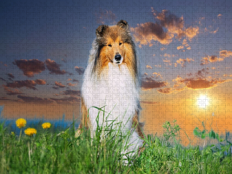 Collierüde im Sonnenuntergang