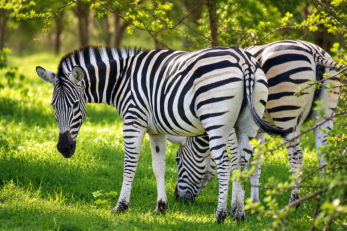 Zebras im Bandia Reservat – Wildtiere im Senegal erleben