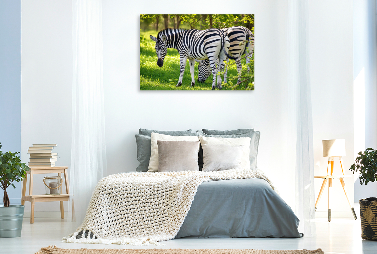 Zebras im Bandia Reservat – Wildtiere im Senegal erleben