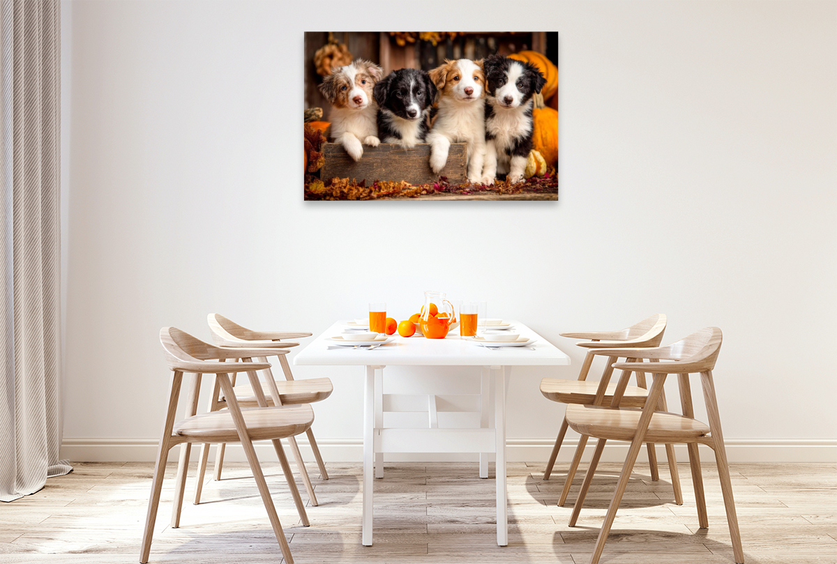 Border Collies - Vier kleine Herzensbrecher