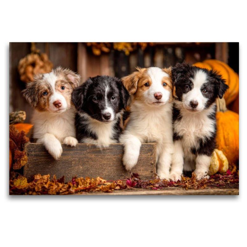 Border Collies - Vier kleine Herzensbrecher