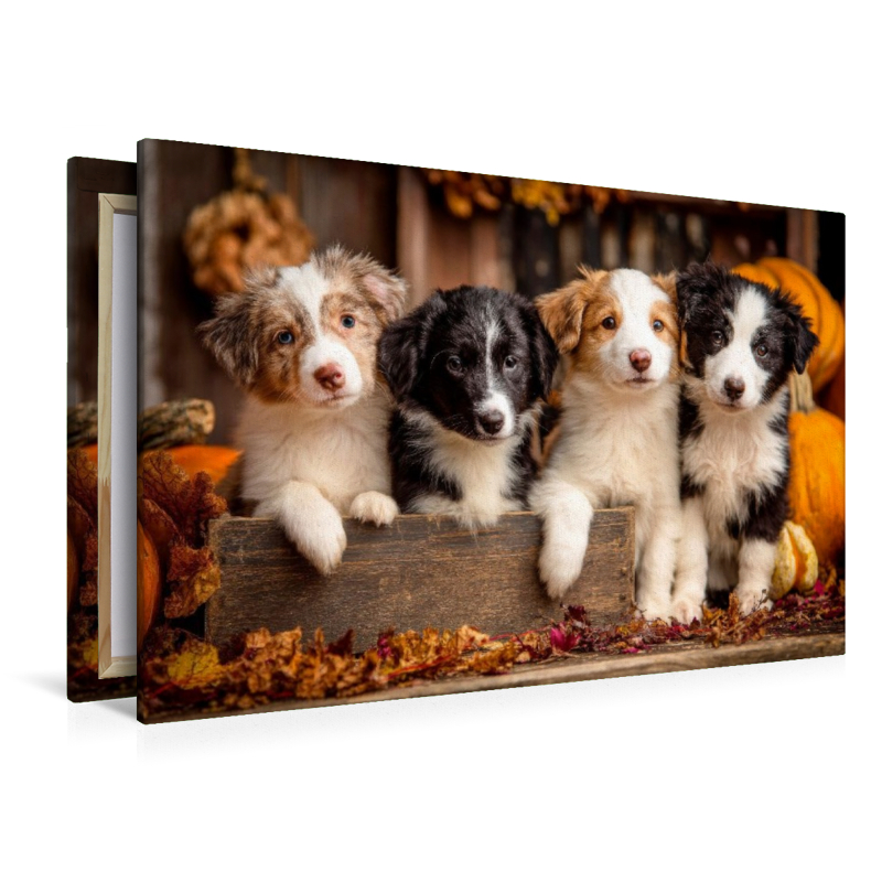 Border Collies - Vier kleine Herzensbrecher