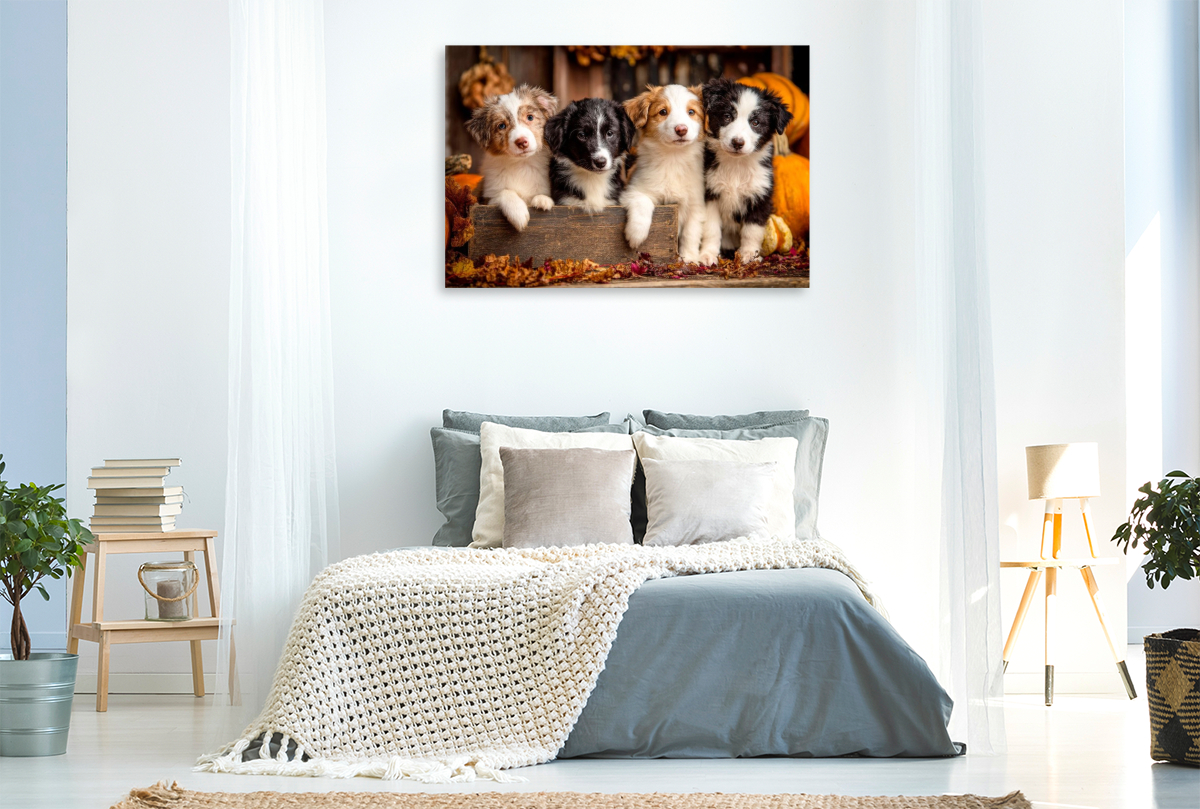 Border Collies - Vier kleine Herzensbrecher