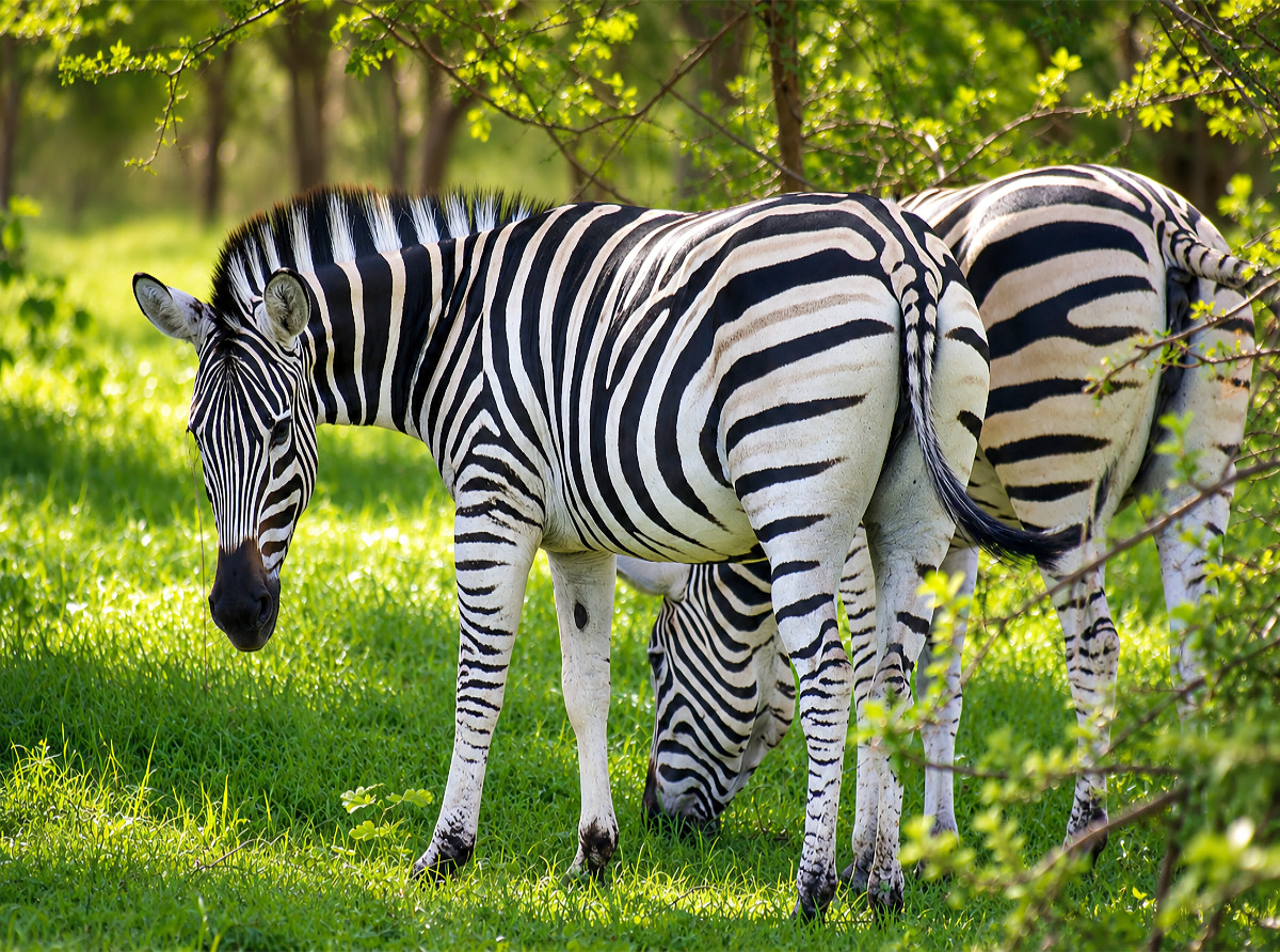 Zebras im Bandia Reservat – Wildtiere im Senegal erleben