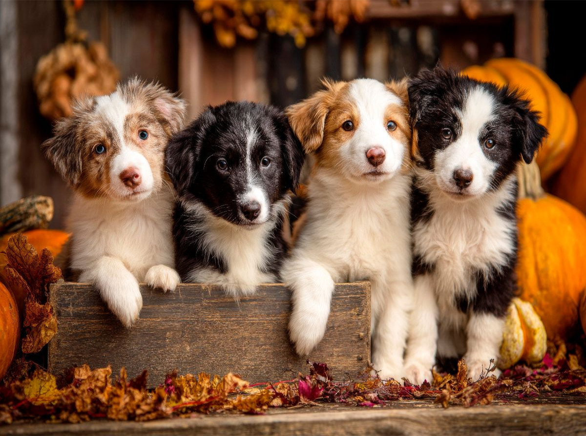 Border Collies - Vier kleine Herzensbrecher