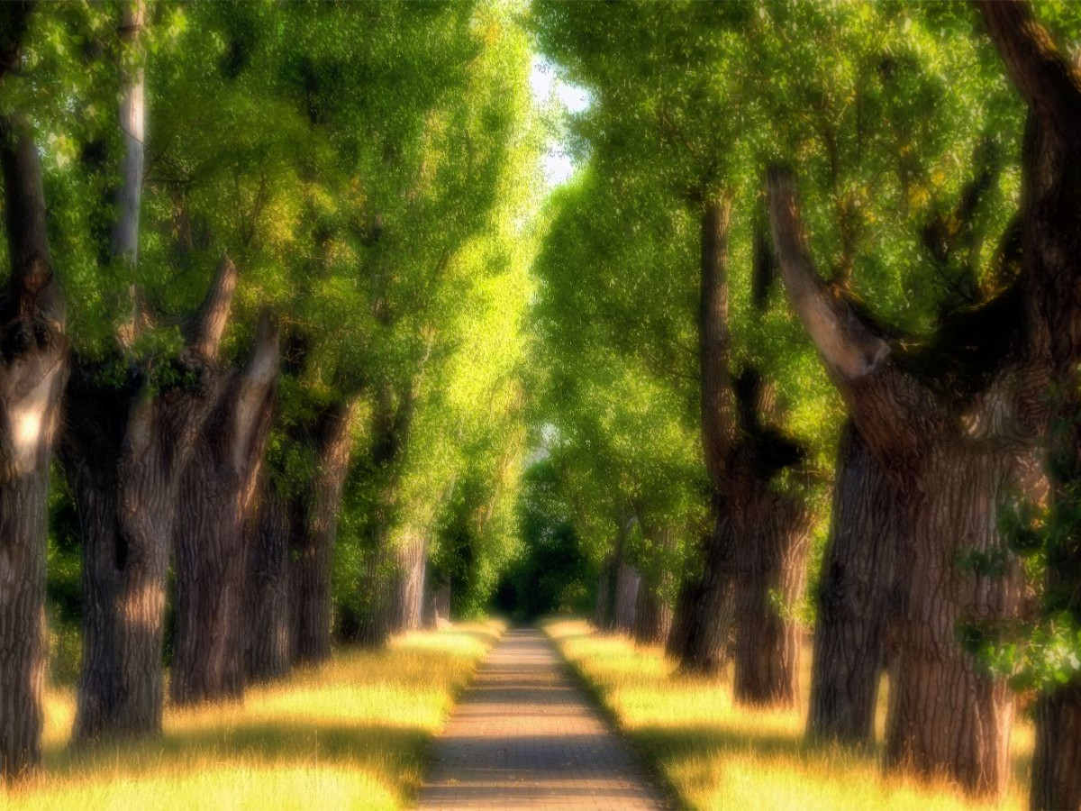 Pappelallee im Hohenheimer Schlosspark