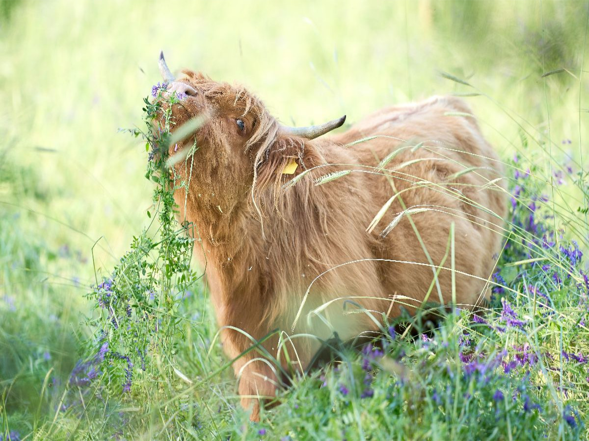 Ein Motiv aus dem Kalender Heelan' Coo - Gutmütige Zottel