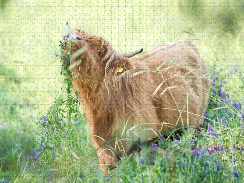 Ein Motiv aus dem Kalender Heelan' Coo - Gutmütige Zottel
