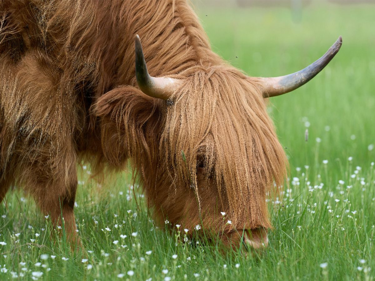 Auf der Blumenwiese