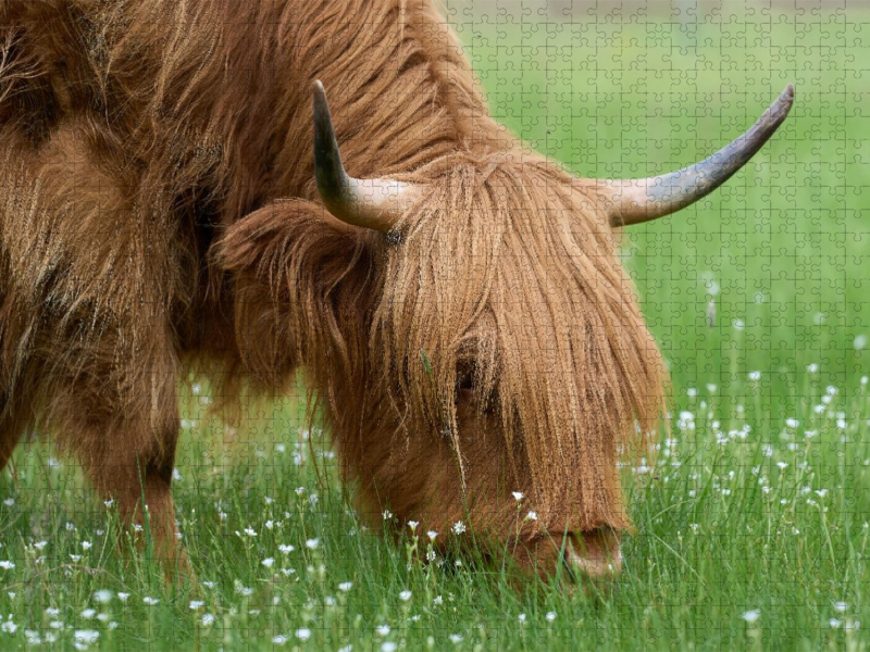 Auf der Blumenwiese
