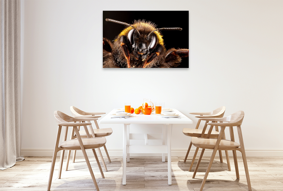 Dunkle Erdhummel (Bombus terrestris)