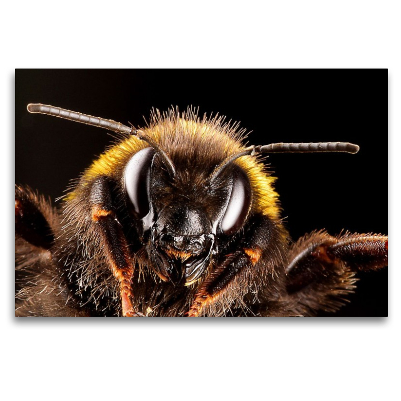 Dunkle Erdhummel (Bombus terrestris)