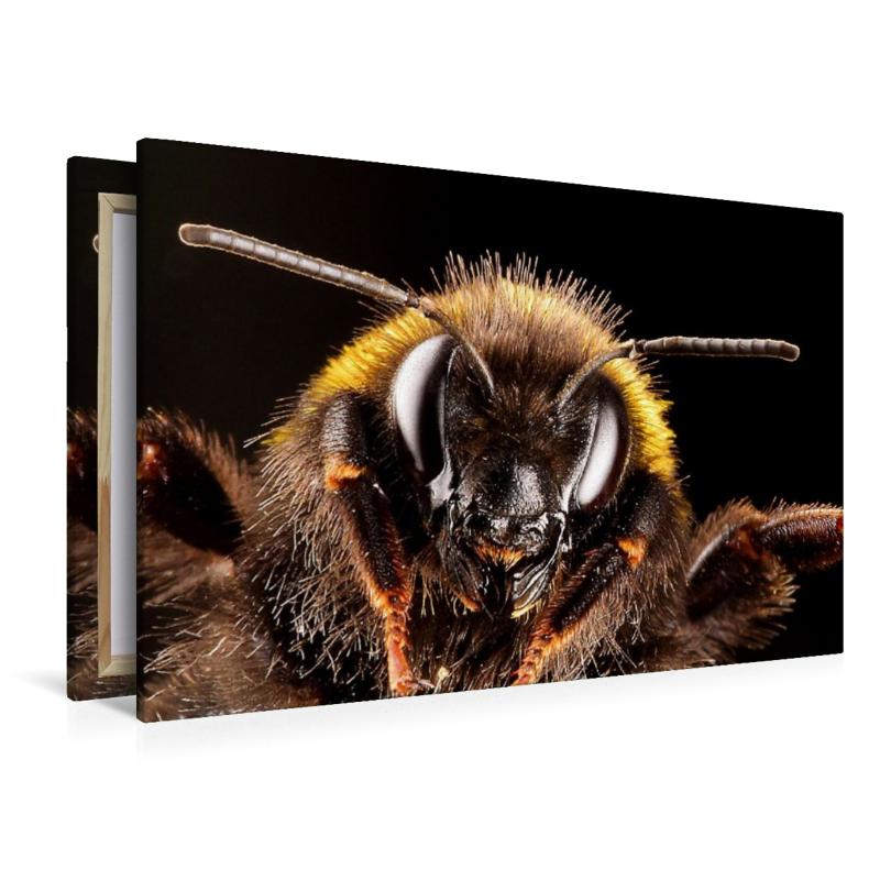 Dunkle Erdhummel (Bombus terrestris)