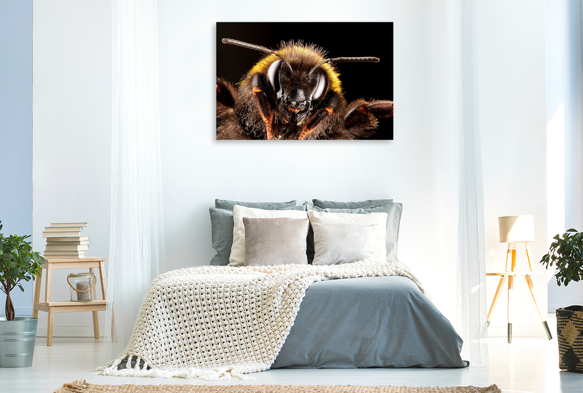 Dunkle Erdhummel (Bombus terrestris)