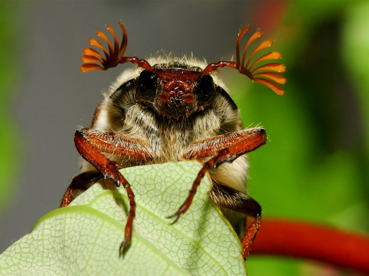 Feldmaikäfer (Melolontha melolontha)