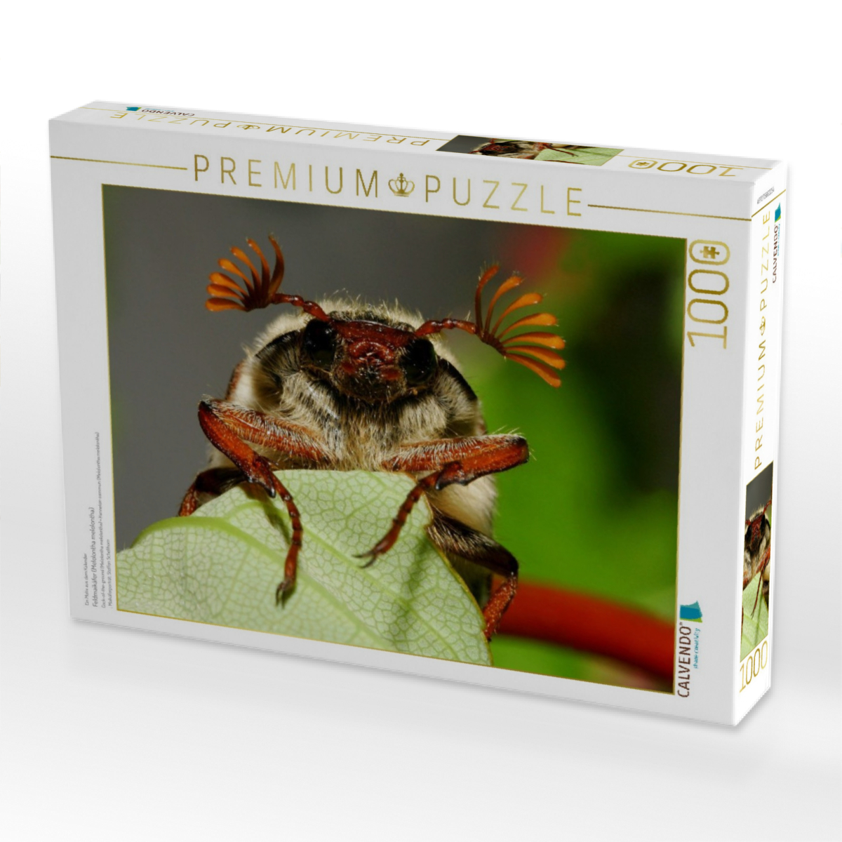 Feldmaikäfer (Melolontha melolontha)