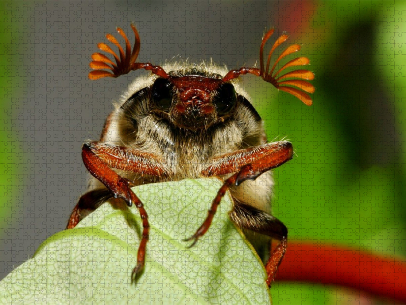 Feldmaikäfer (Melolontha melolontha)