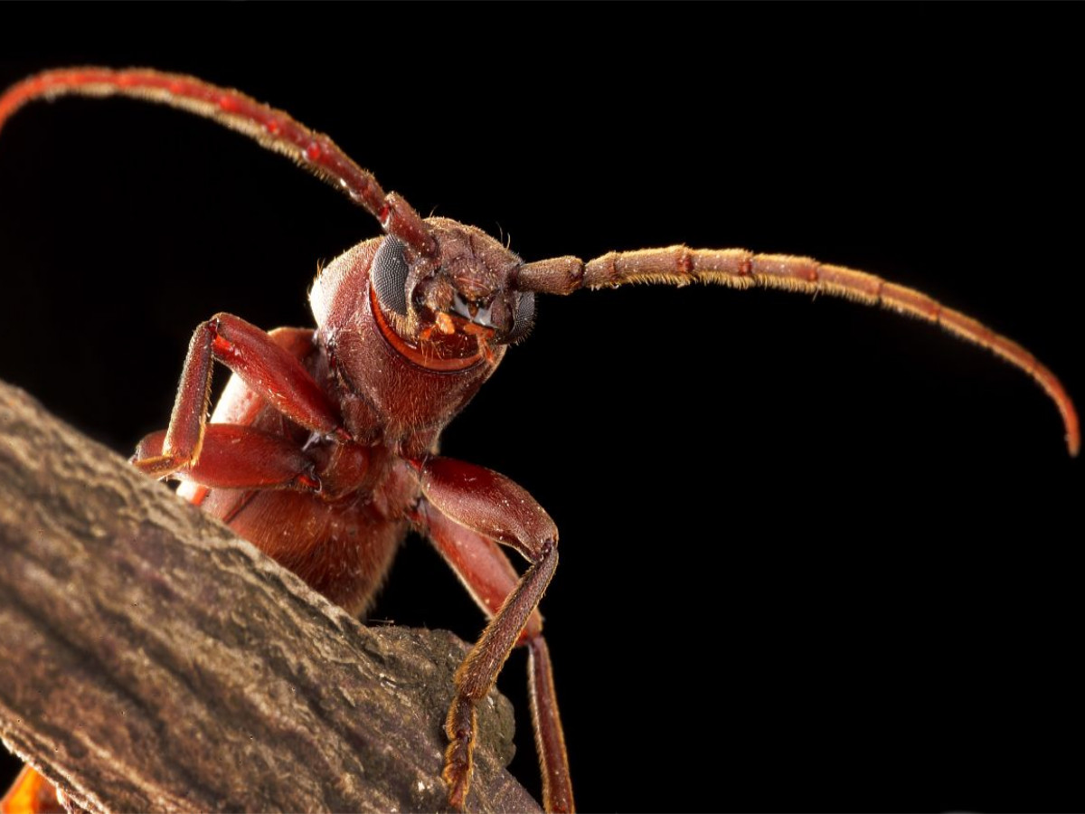Dunkelbrauner Halsgrubenbock (Arhopalus rusticus)
