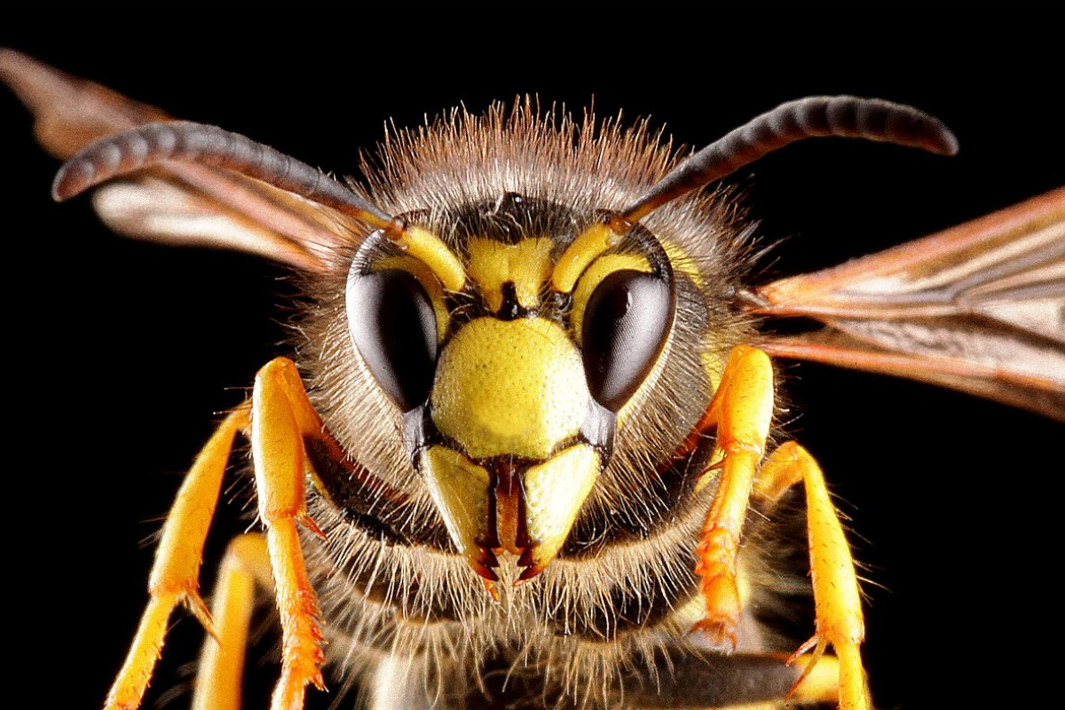 Gemeine Wespe (Vespula vulgaris)