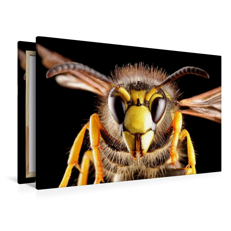 Gemeine Wespe (Vespula vulgaris)