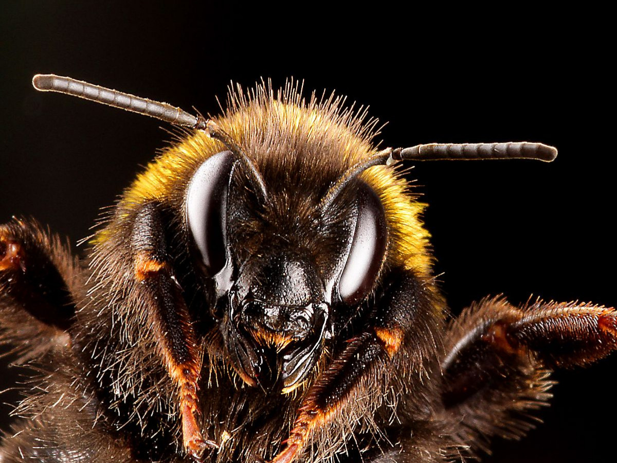 Dunkle Erdhummel (Bombus terrestris)