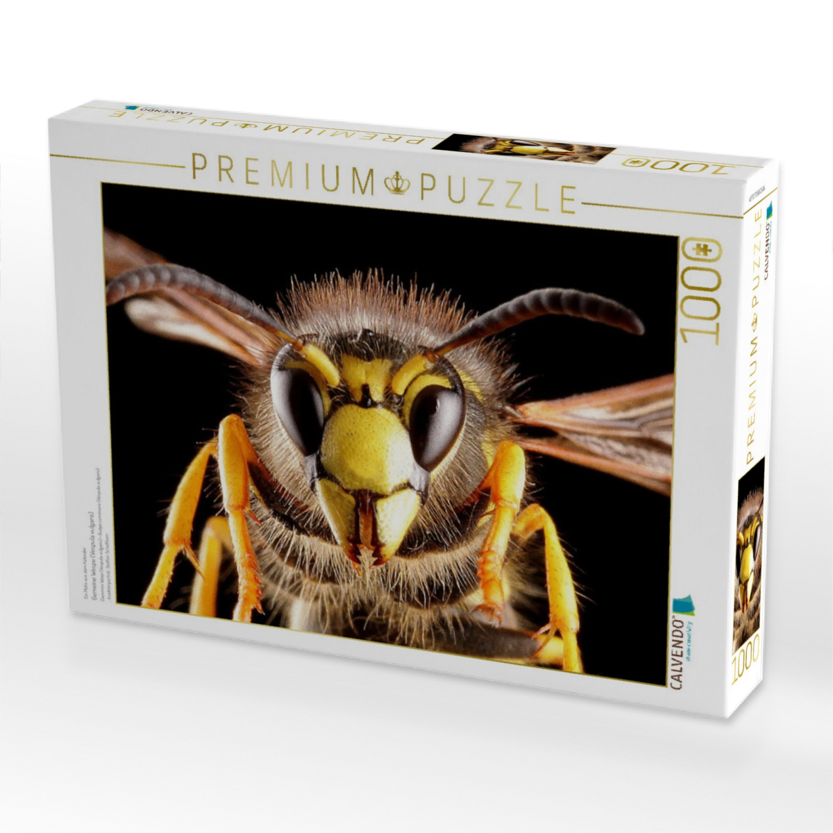 Gemeine Wespe (Vespula vulgaris)