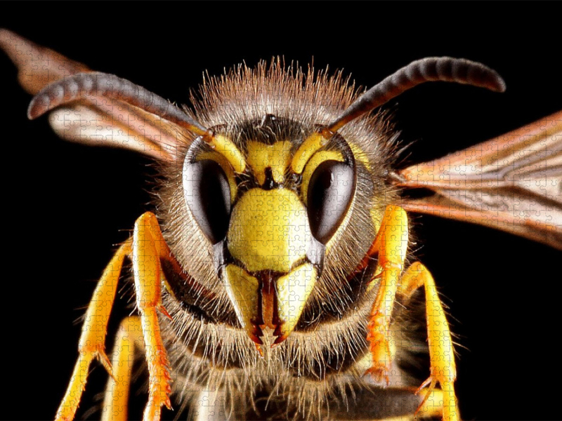 Gemeine Wespe (Vespula vulgaris)