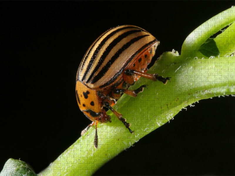 Kartoffelkäfer (Leptinotarsa decemlineata)