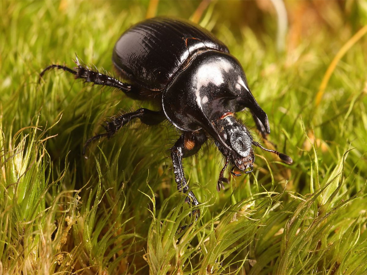 1.	 Stierkäfer (Minotaure typhée)