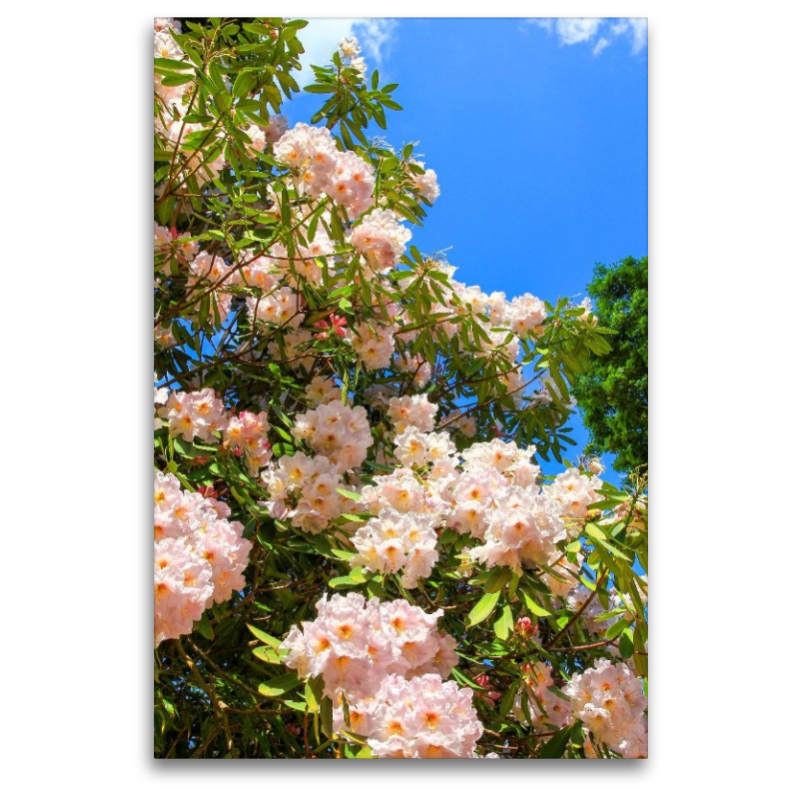 Blühender Rhododendron, Südengland. Zitat: Dietrich Bonhoeffer, 1906-1945