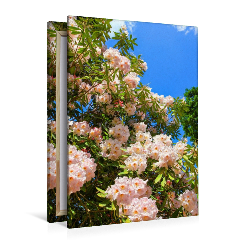 Blühender Rhododendron, Südengland. Zitat: Dietrich Bonhoeffer, 1906-1945