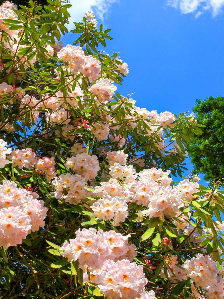 Blühender Rhododendron, Südengland. Zitat: Dietrich Bonhoeffer, 1906-1945