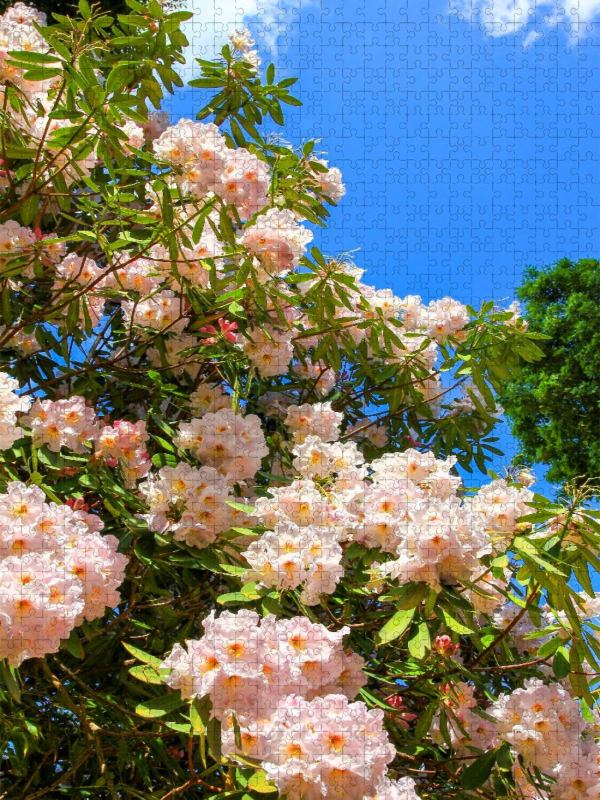 Blühender Rhododendron, Südengland. Zitat: Dietrich Bonhoeffer, 1906-1945