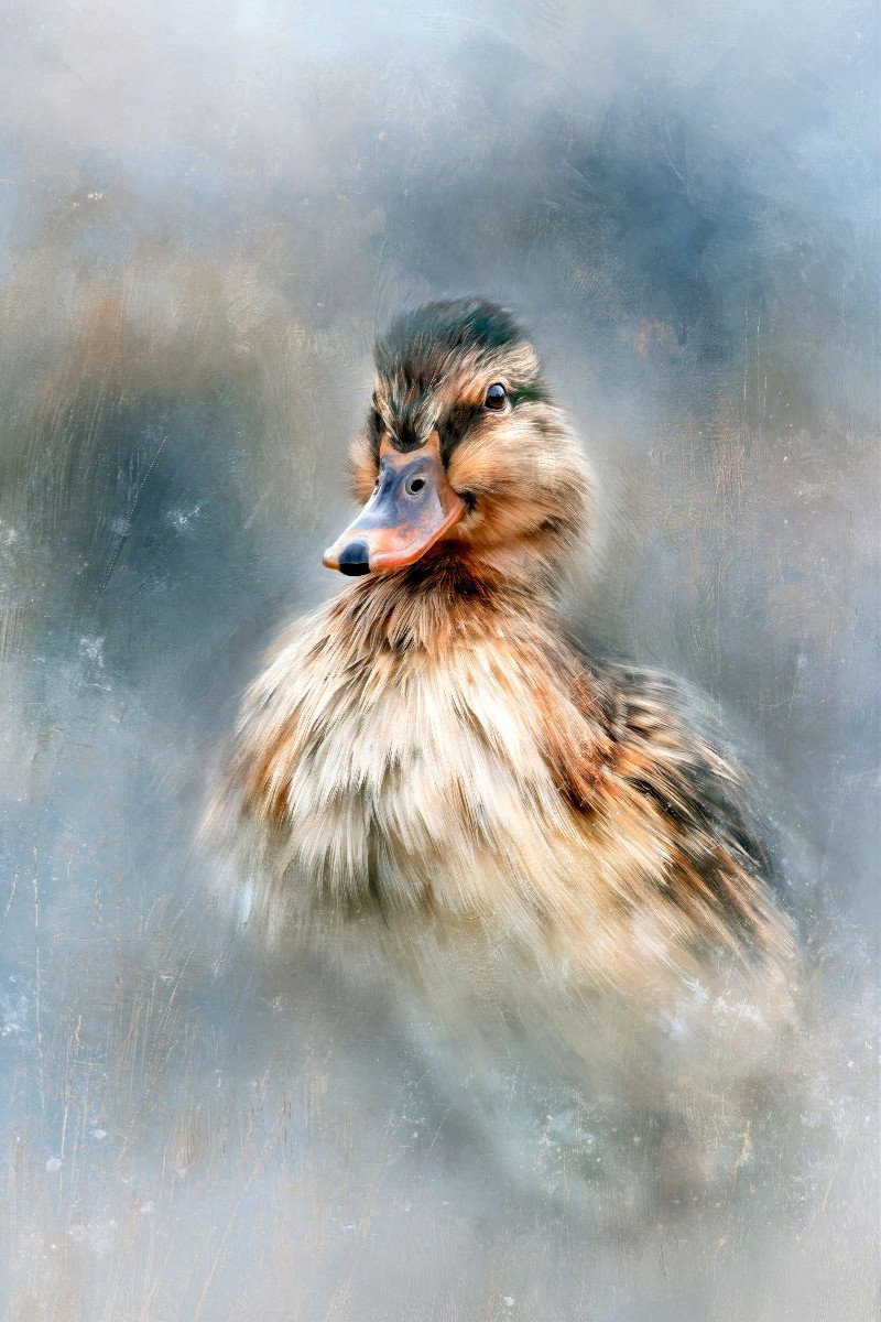 Ente, ein leiser Moment am Wasser