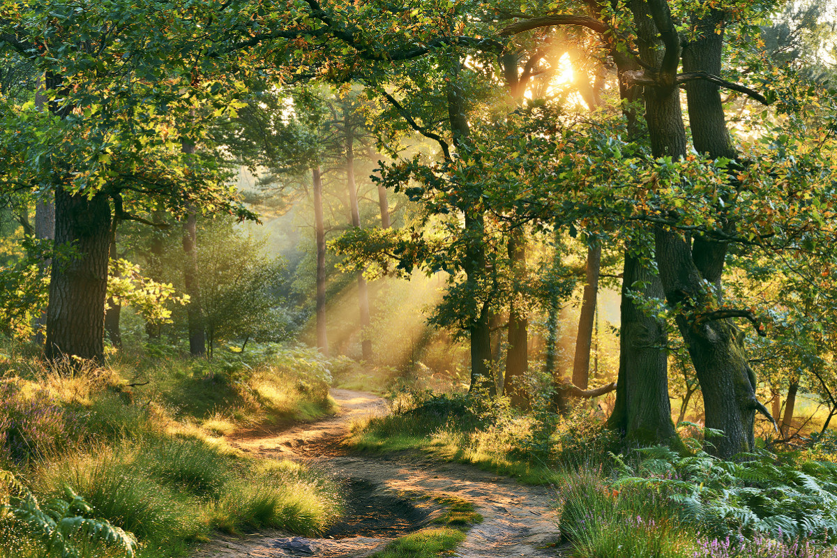 Goldene Sommertage