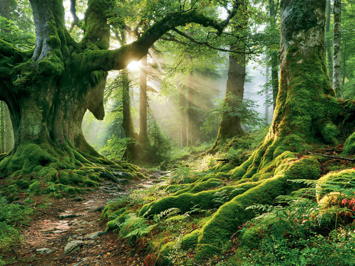 Wege ins Waldglück