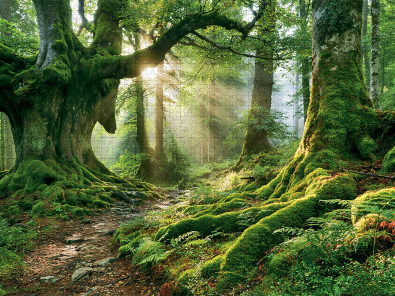 Wege ins Waldglück