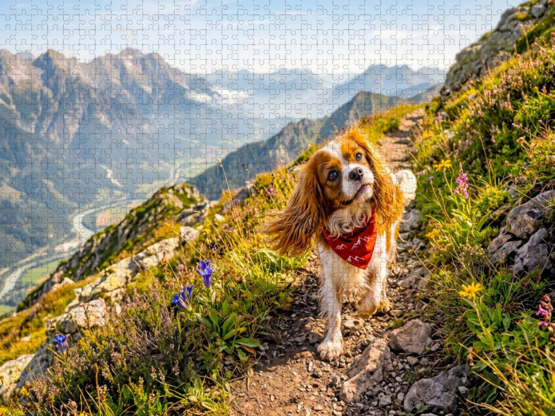 Cavalier Spaniel Wandertour in den Alpen