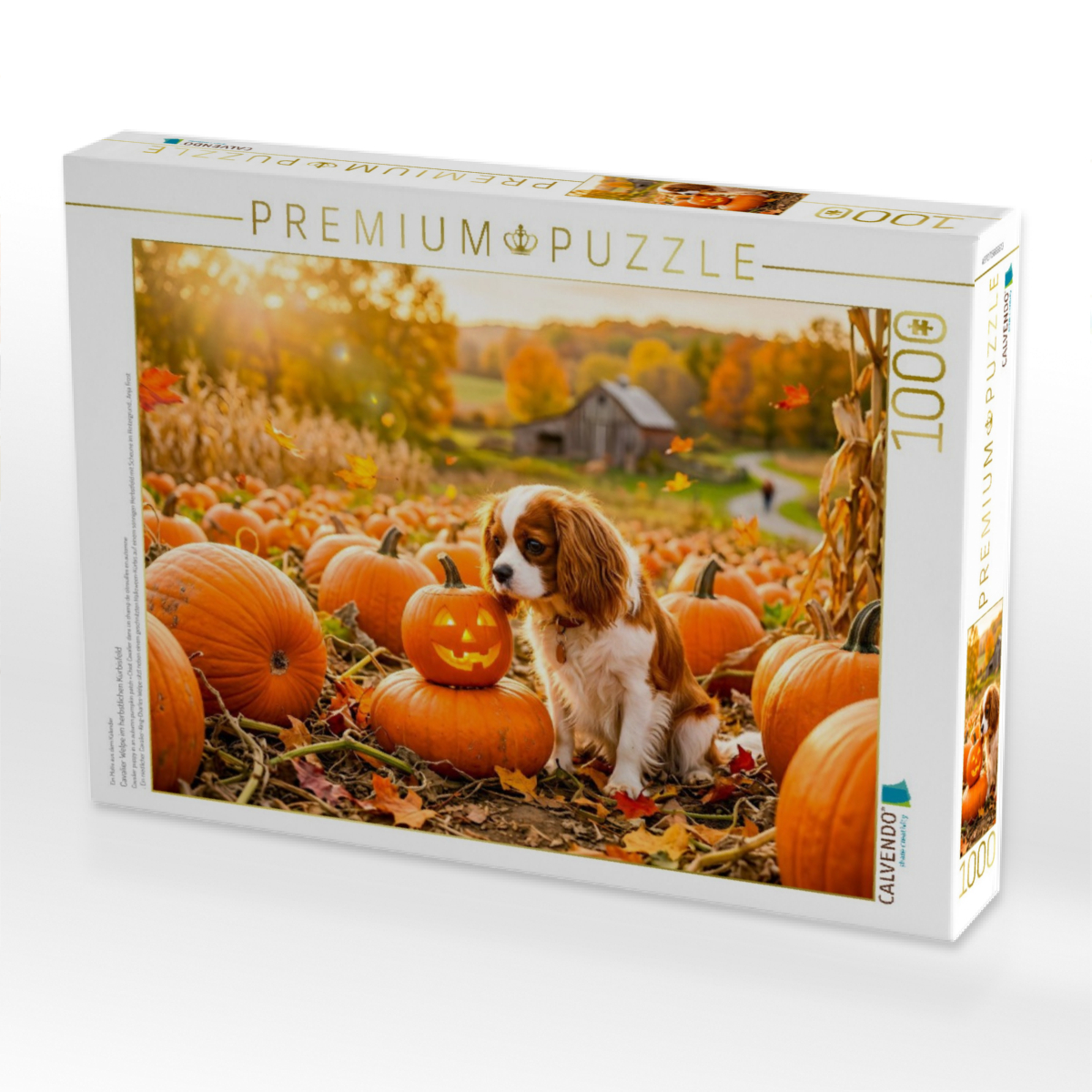 Cavalier Welpe im herbstlichen Kürbisfeld