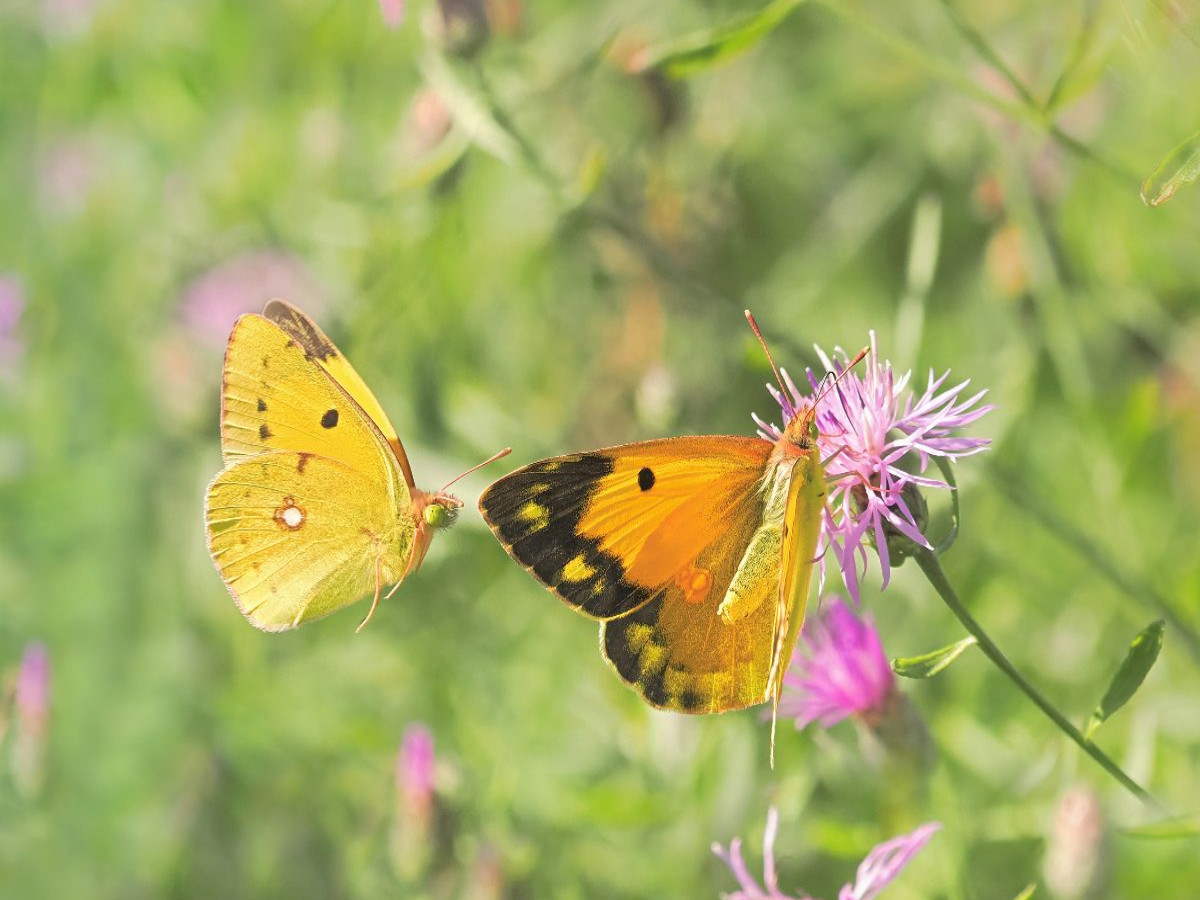 Postillion Colias crocea
