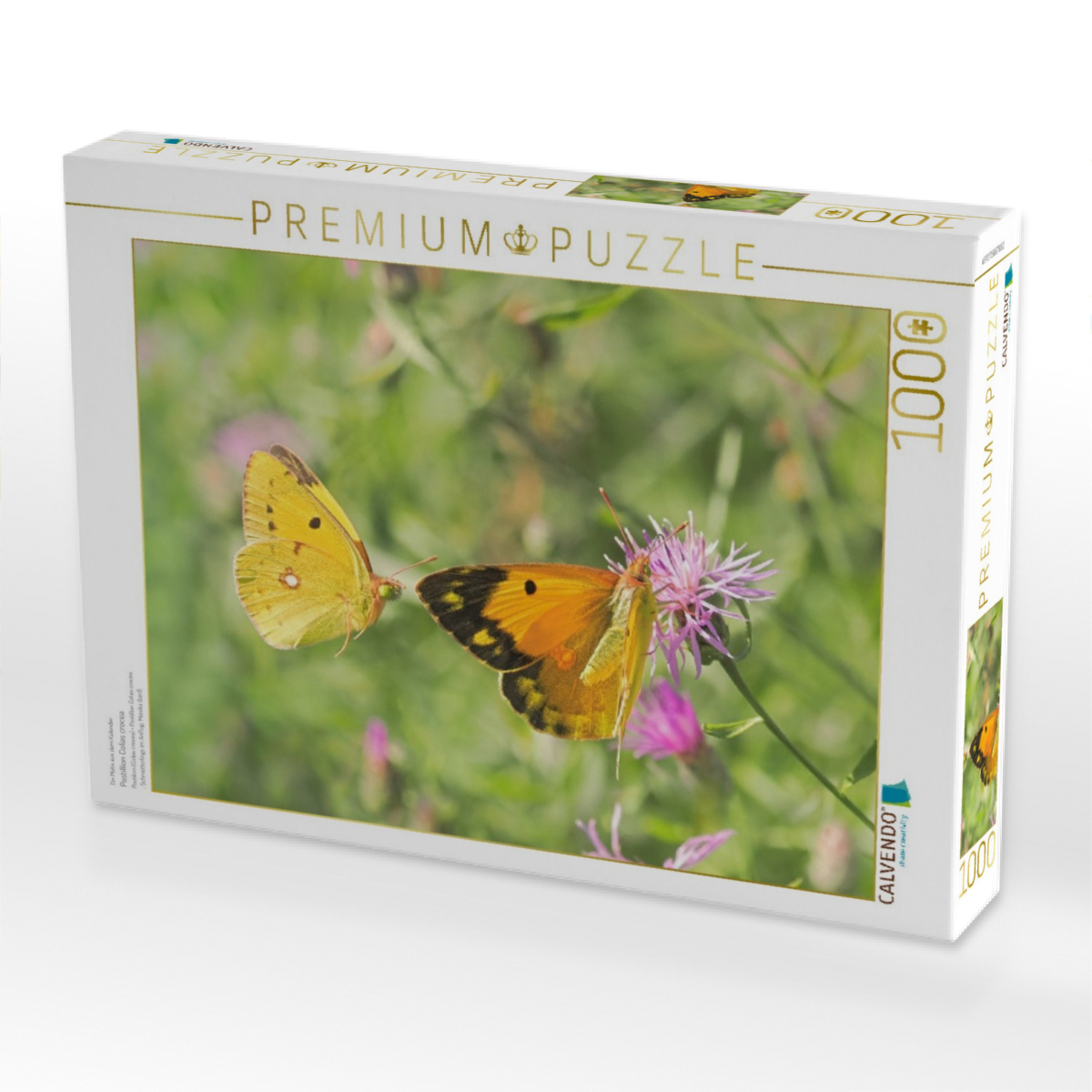 Postillion Colias crocea