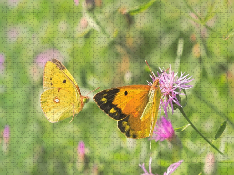 Postillion Colias crocea