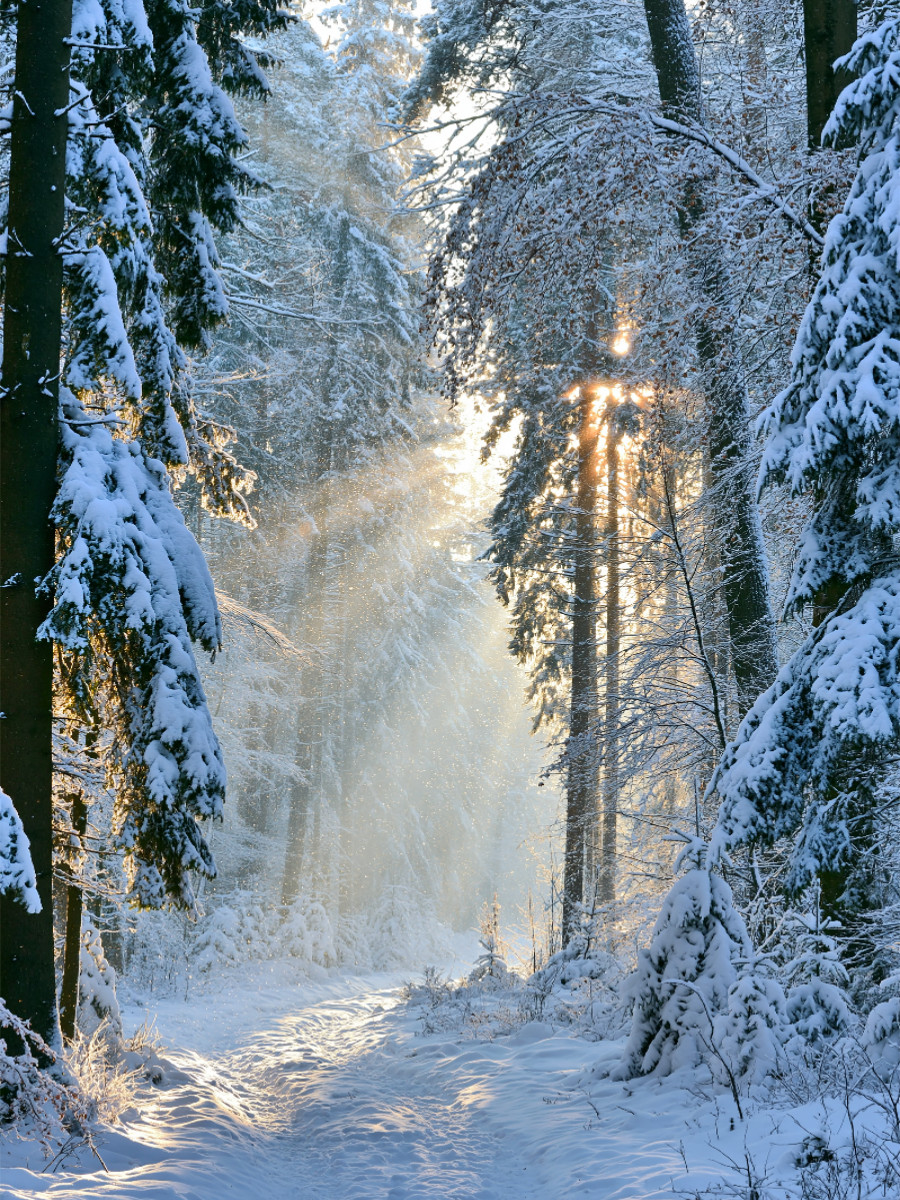 Frost trifft Morgenlicht