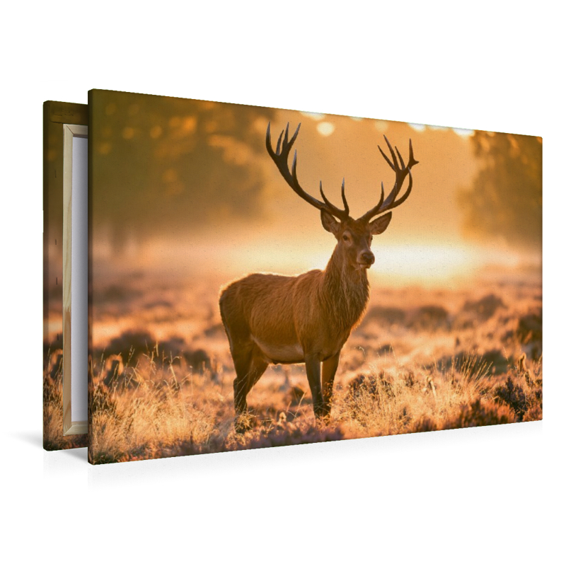 König des goldenen Morgens